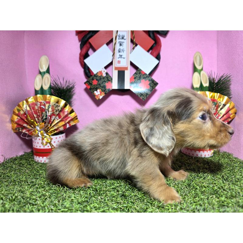 成約済の静岡県のミニチュアダックスフンド(ロングヘアード)-434085の4枚目