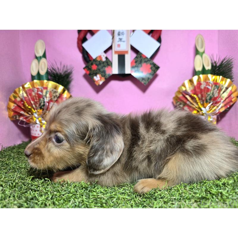 成約済の静岡県のミニチュアダックスフンド(ロングヘアード)-434085の3枚目