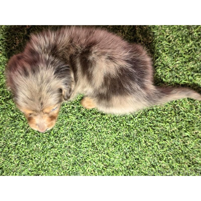 成約済の静岡県のミニチュアダックスフンド(ロングヘアード)-434085の2枚目