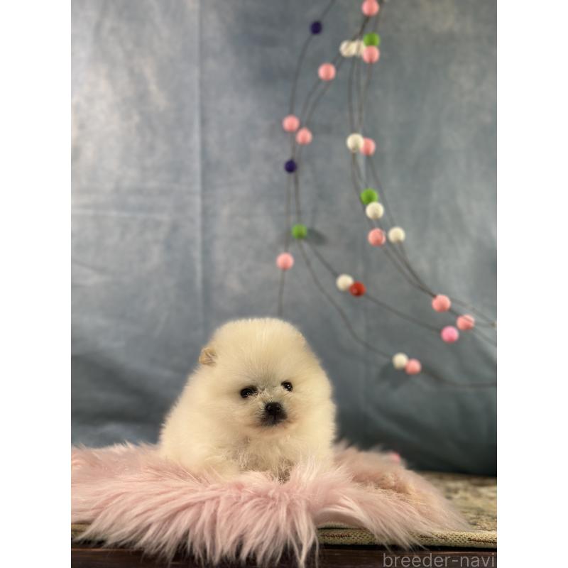 販売中の京都府のポメラニアン-437553の8枚目