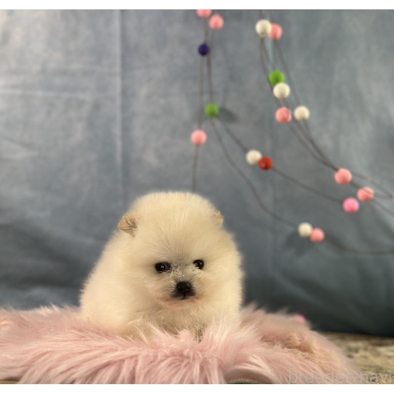 販売中の京都府のポメラニアン-437553の7枚目