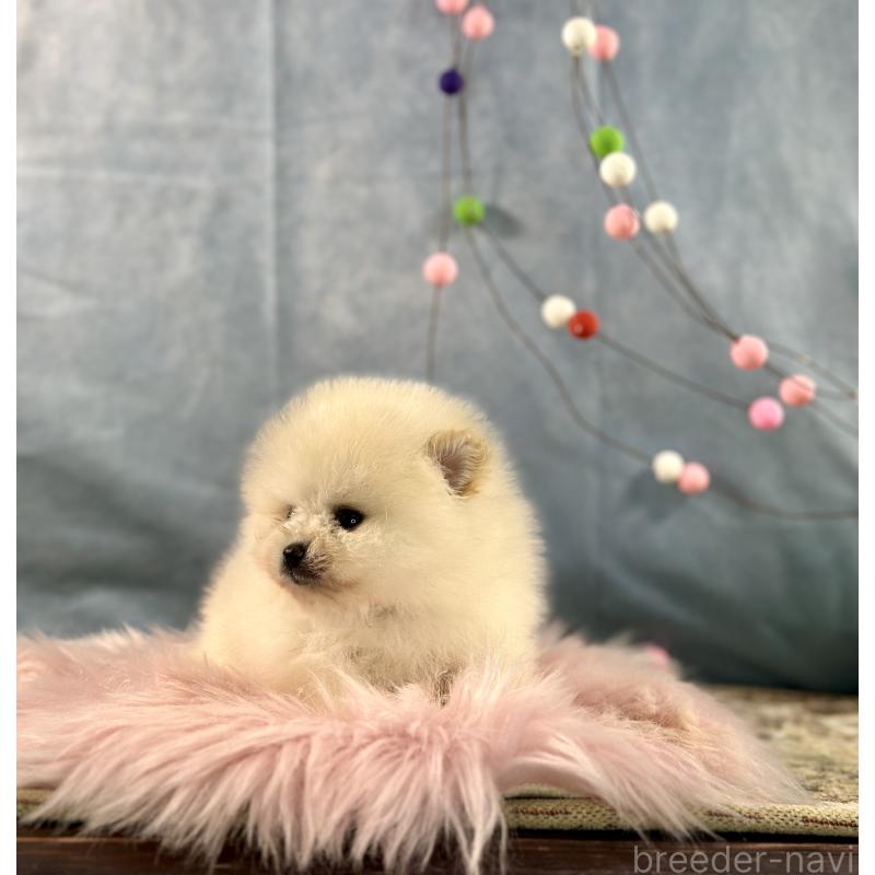 販売中の京都府のポメラニアン-437553の6枚目