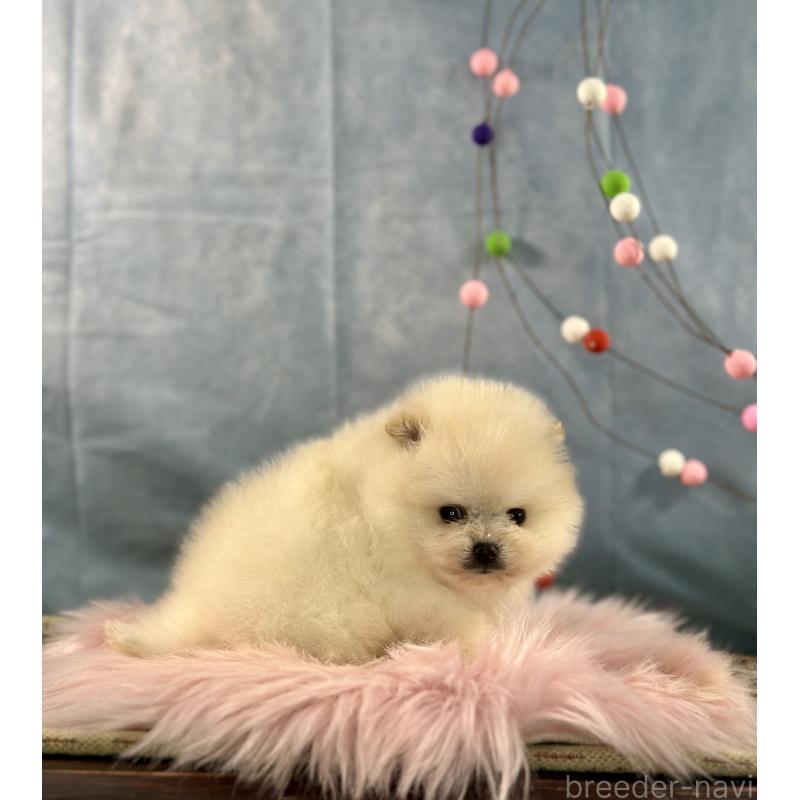 販売中の京都府のポメラニアン-437553の5枚目