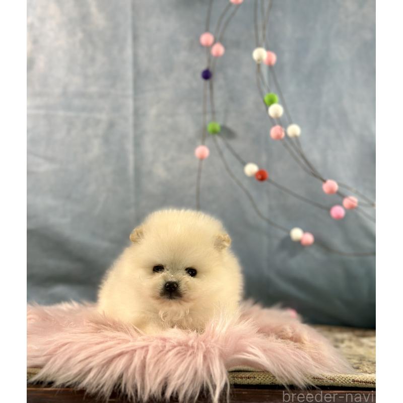 販売中の京都府のポメラニアン-437553の3枚目