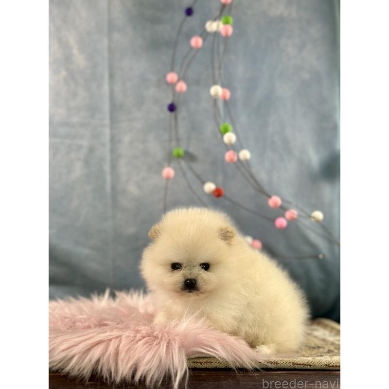 販売中の京都府のポメラニアン-437553の2枚目