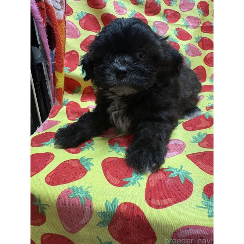 販売中の佐賀県のミックス犬-437696の5枚目