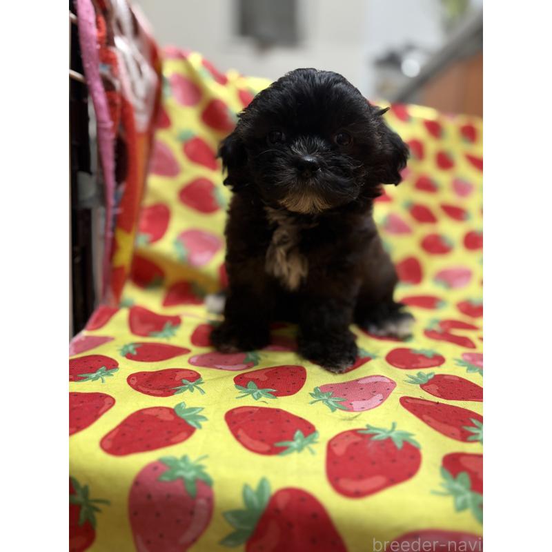 販売中の佐賀県のミックス犬-437696の4枚目