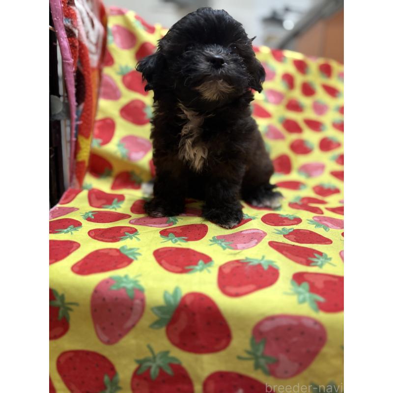 販売中の佐賀県のミックス犬-437696の3枚目