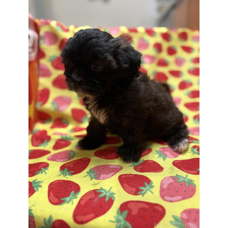 販売中の佐賀県のミックス犬-437696の2枚目