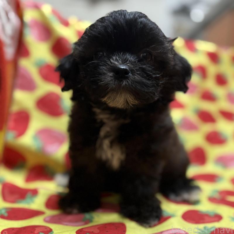 販売中の佐賀県のミックス犬-437696の1枚目