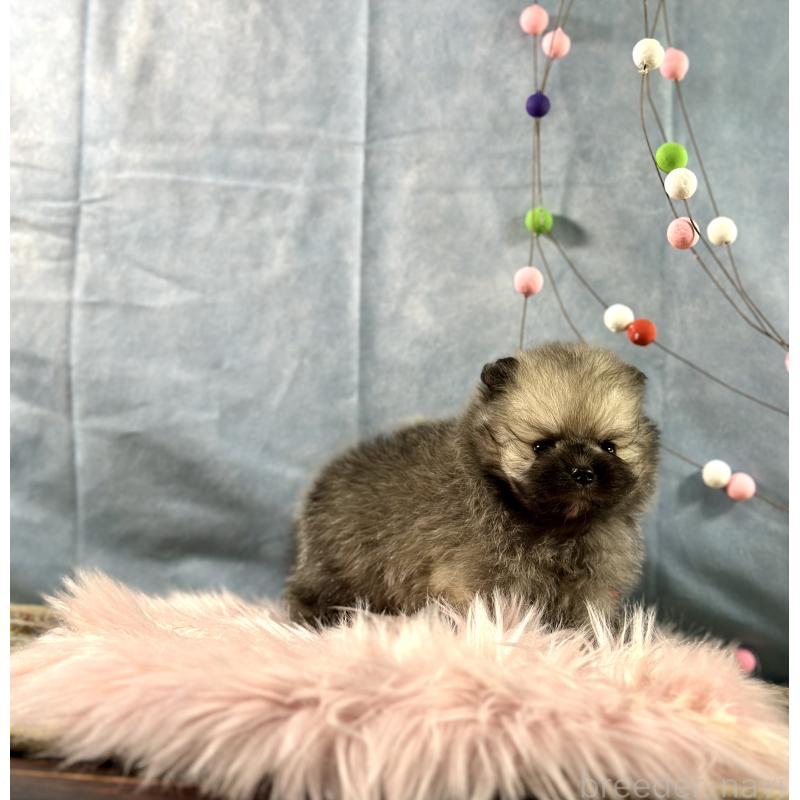 販売中の京都府のポメラニアン-437548の10枚目