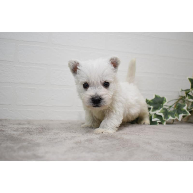 販売中の愛知県のウエストハイランドホワイトテリア(ウエスティ)-437700の15枚目