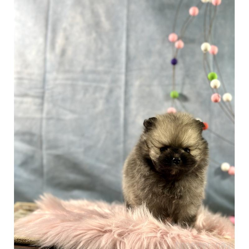 販売中の京都府のポメラニアン-437548の9枚目