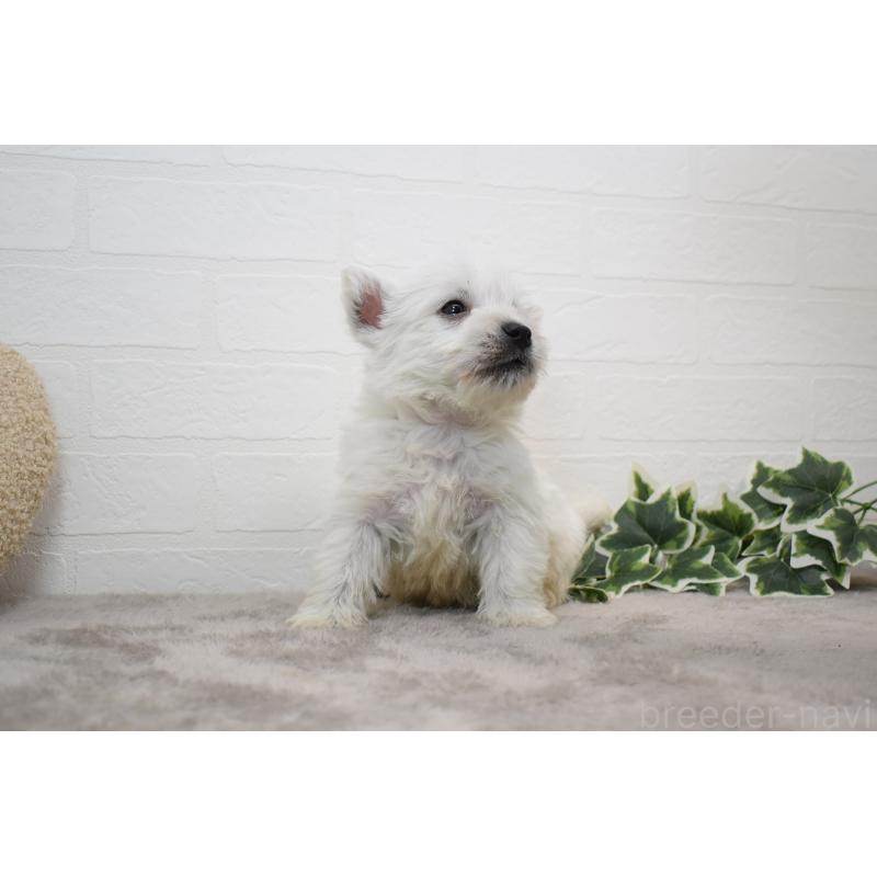 販売中の愛知県のウエストハイランドホワイトテリア(ウエスティ)-437700の14枚目
