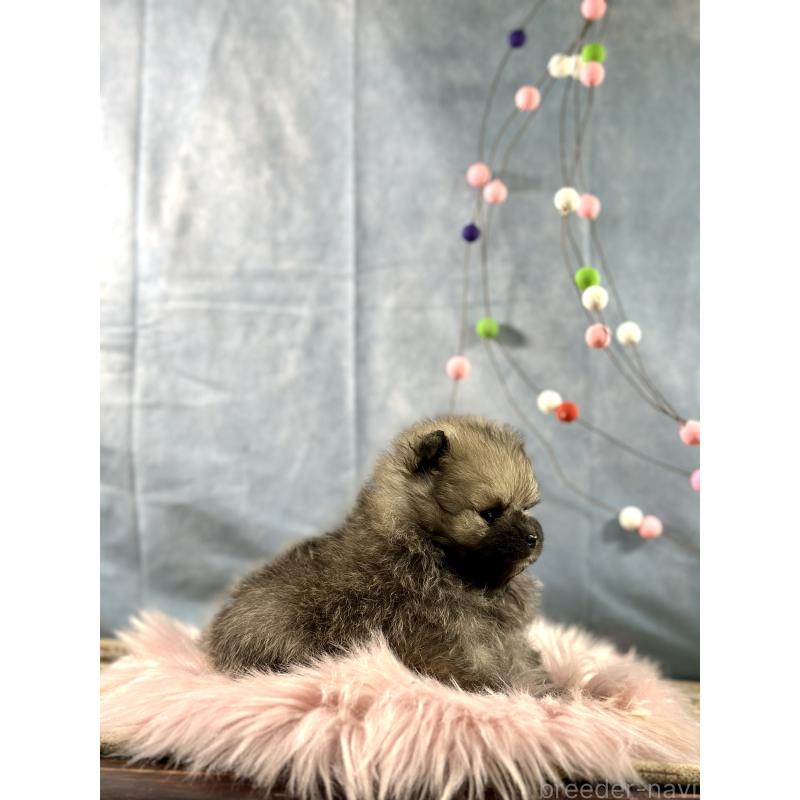 販売中の京都府のポメラニアン-437548の8枚目