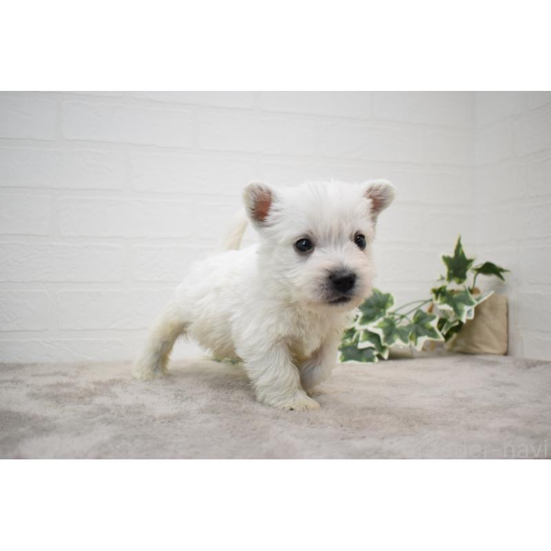 販売中の愛知県のウエストハイランドホワイトテリア(ウエスティ)-437700の13枚目