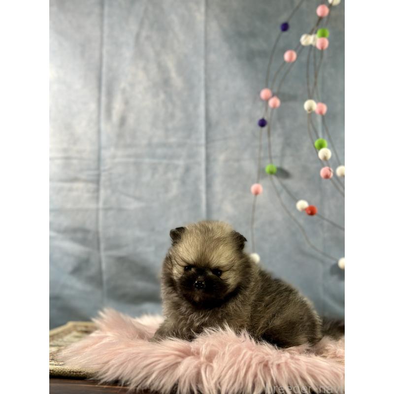 販売中の京都府のポメラニアン-437548の7枚目