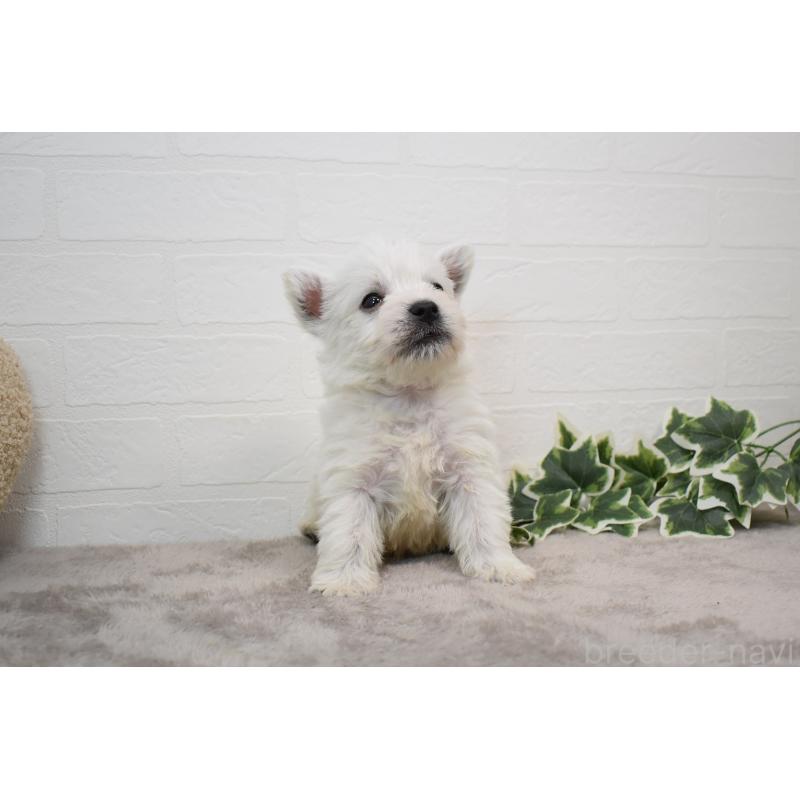 販売中の愛知県のウエストハイランドホワイトテリア(ウエスティ)-437700の11枚目