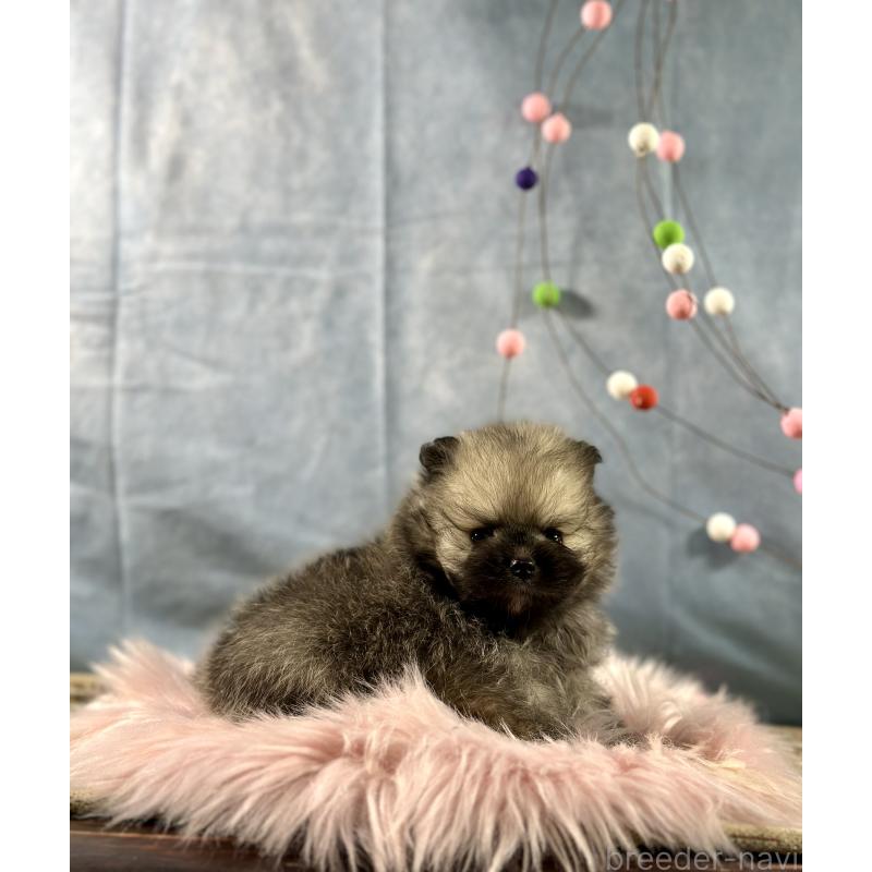 販売中の京都府のポメラニアン-437548の6枚目