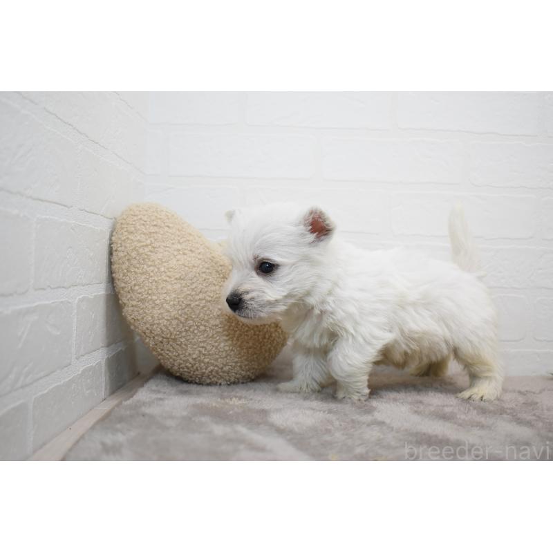 販売中の愛知県のウエストハイランドホワイトテリア(ウエスティ)-437700の10枚目