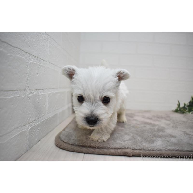 販売中の愛知県のウエストハイランドホワイトテリア(ウエスティ)-437700の9枚目