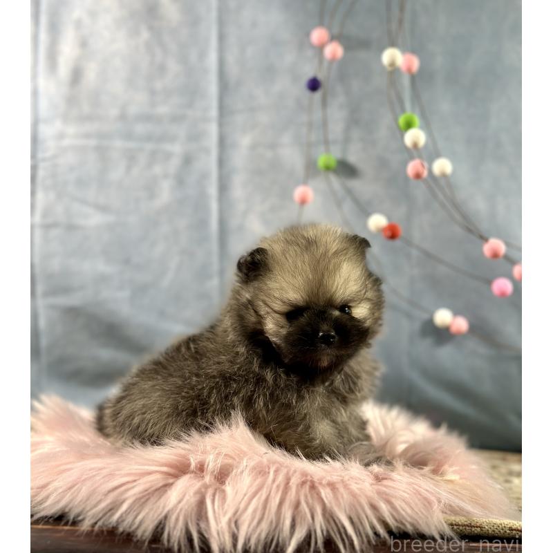 販売中の京都府のポメラニアン-437548の4枚目