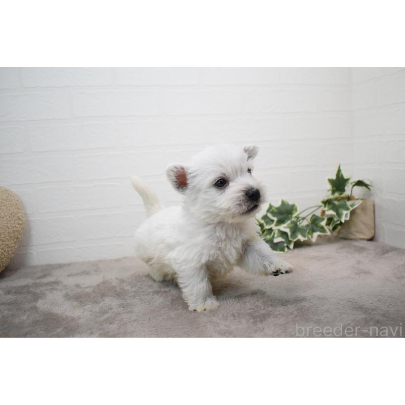 販売中の愛知県のウエストハイランドホワイトテリア(ウエスティ)-437700の8枚目