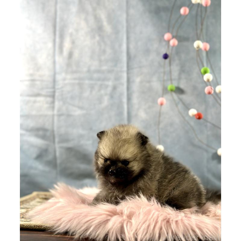 販売中の京都府のポメラニアン-437548の3枚目