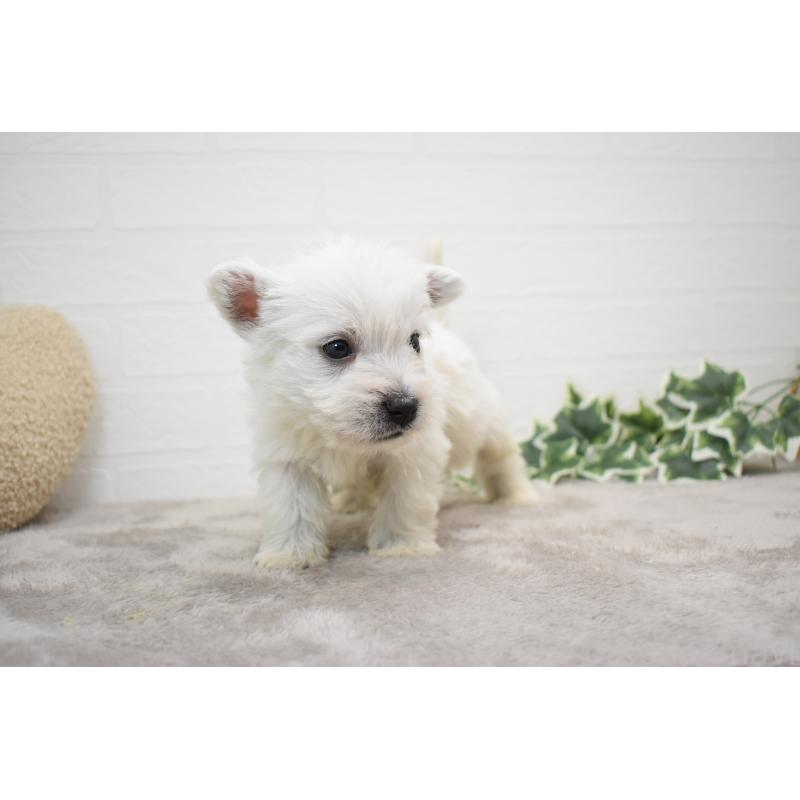 販売中の愛知県のウエストハイランドホワイトテリア(ウエスティ)-437700の7枚目