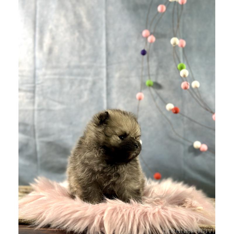 販売中の京都府のポメラニアン-437548の2枚目