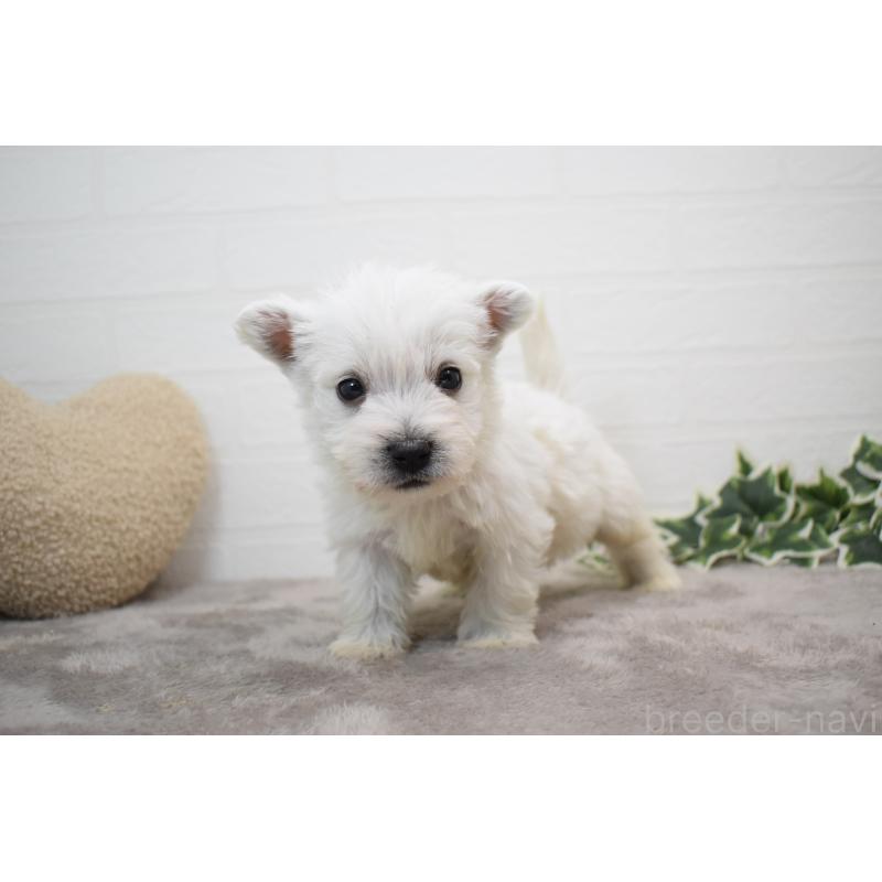 販売中の愛知県のウエストハイランドホワイトテリア(ウエスティ)-437700の6枚目