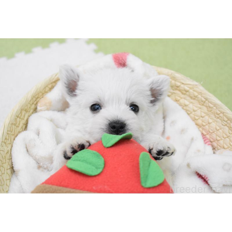 販売中の愛知県のウエストハイランドホワイトテリア(ウエスティ)-437700