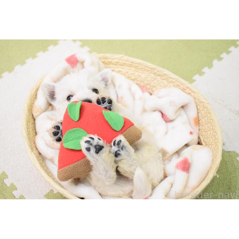 販売中の愛知県のウエストハイランドホワイトテリア(ウエスティ)-437700の4枚目