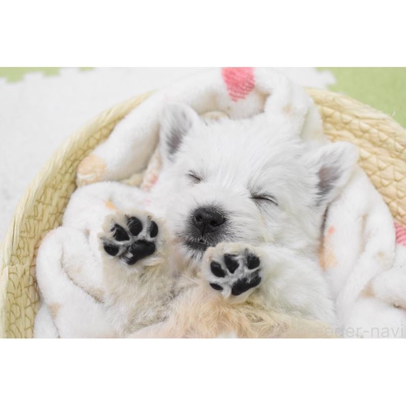 販売中の愛知県のウエストハイランドホワイトテリア(ウエスティ)-437700の3枚目