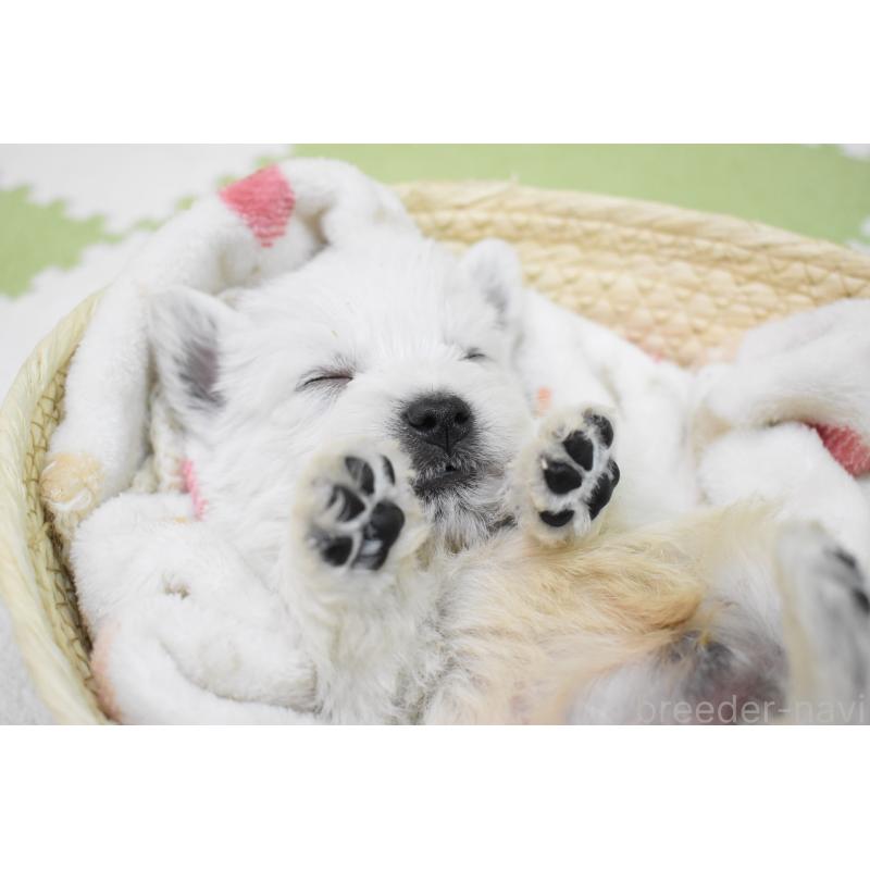 販売中の愛知県のウエストハイランドホワイトテリア(ウエスティ)-437700の2枚目