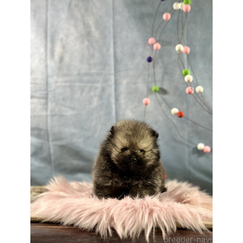販売中の京都府のポメラニアン-437549の8枚目