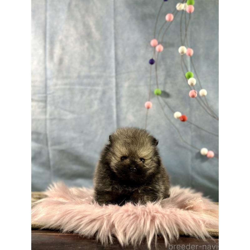 販売中の京都府のポメラニアン-437549の7枚目