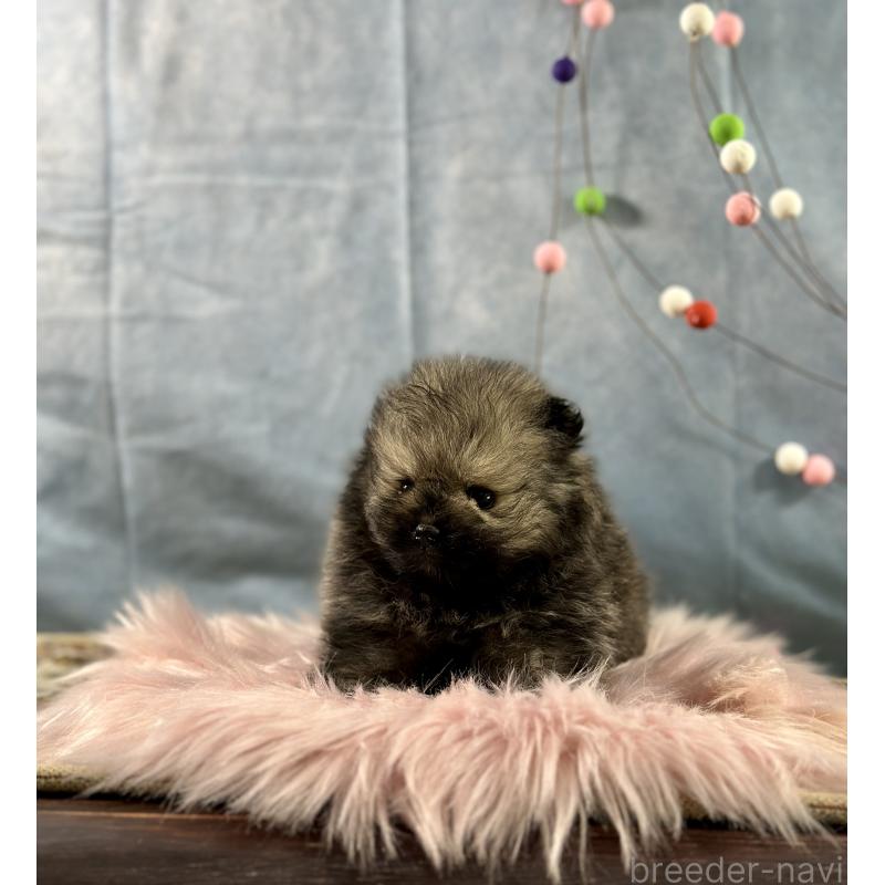 販売中の京都府のポメラニアン-437549の5枚目