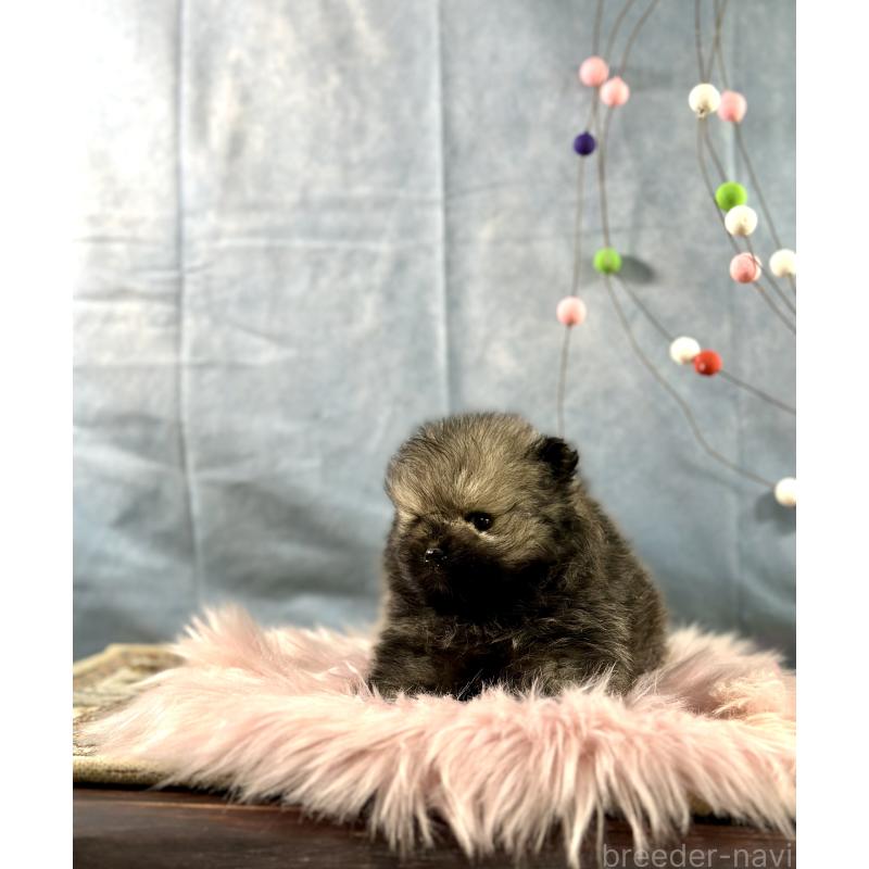 販売中の京都府のポメラニアン-437549の4枚目