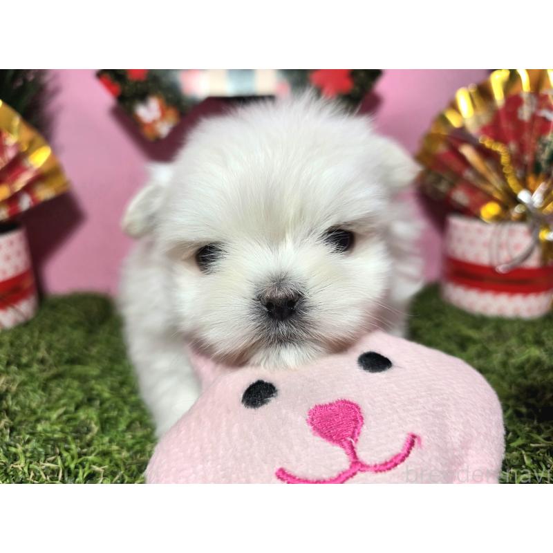 販売中の静岡県のポメマル:ポメラニアン×マルチーズ-437697の1枚目