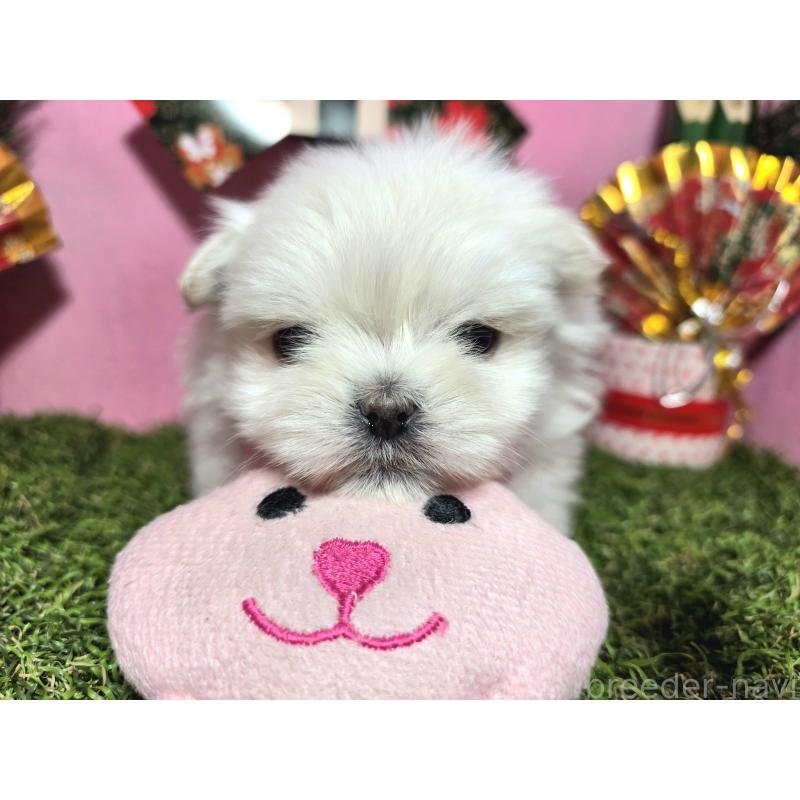 販売中の静岡県のポメマル:ポメラニアン×マルチーズ-437697の7枚目