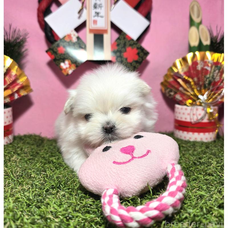 販売中の静岡県のポメマル:ポメラニアン×マルチーズ-437697の6枚目