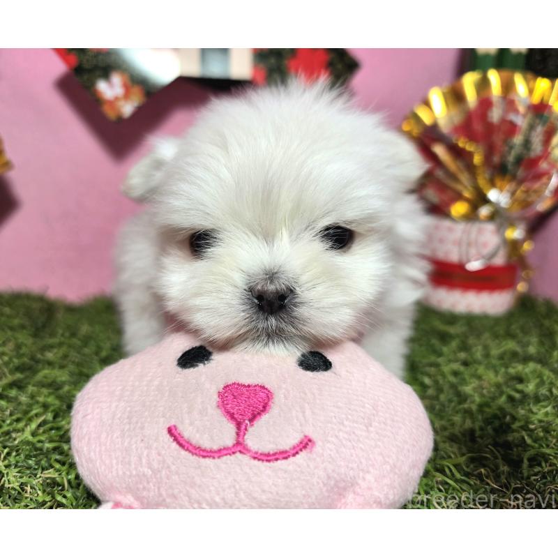 販売中の静岡県のポメマル:ポメラニアン×マルチーズ-437697の5枚目