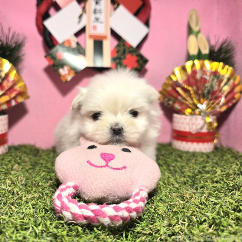 販売中の静岡県のポメマル:ポメラニアン×マルチーズ-437697の4枚目