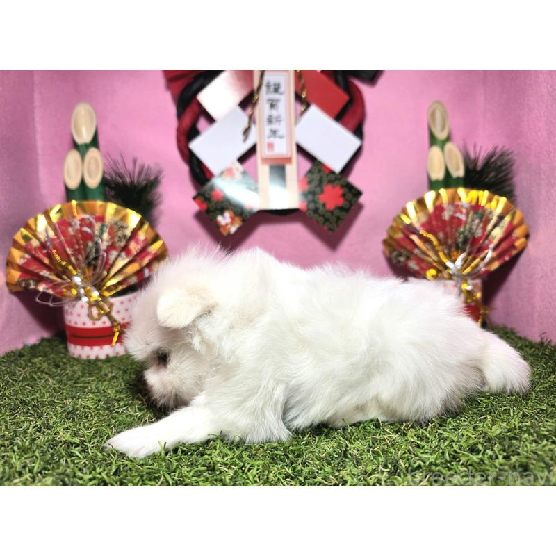 販売中の静岡県のポメマル:ポメラニアン×マルチーズ-437697の2枚目