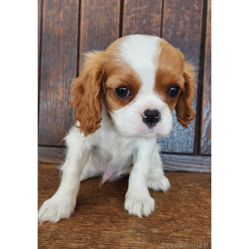 販売中の大阪府のキャバリアキングチャールズスパニエル-432350の4枚目