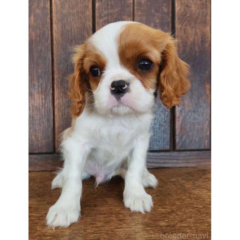 販売中の大阪府のキャバリアキングチャールズスパニエル-432350の3枚目