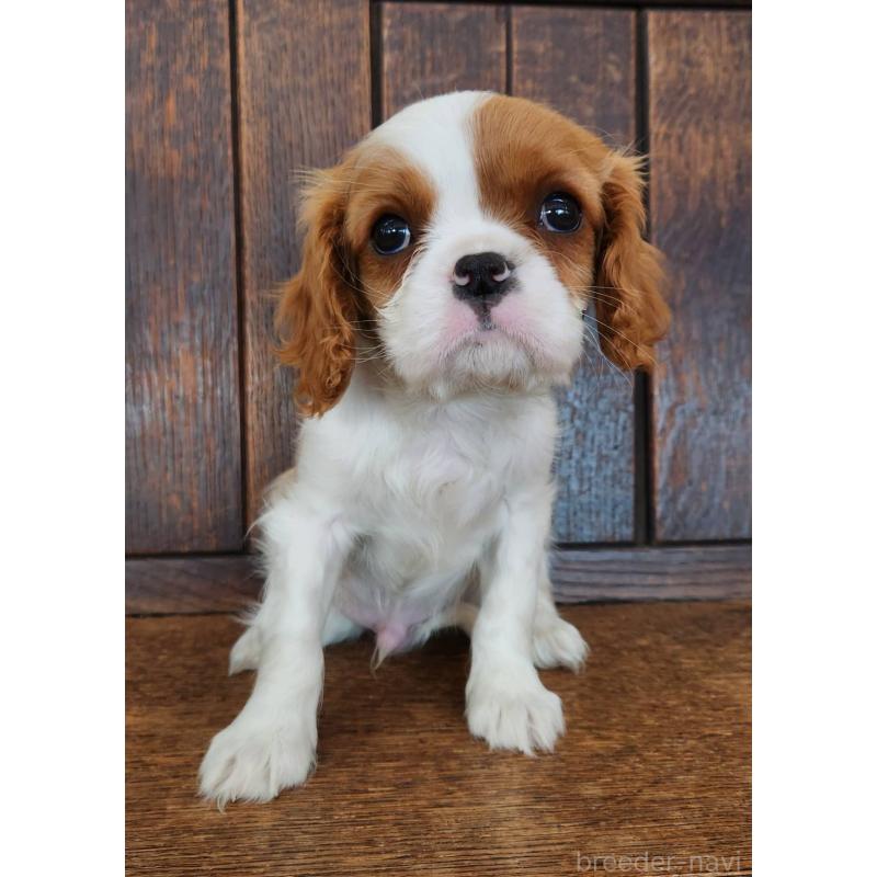 販売中の大阪府のキャバリアキングチャールズスパニエル-432350の2枚目