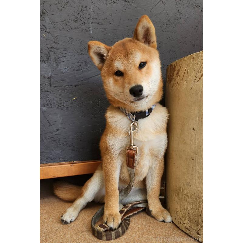 販売中の大阪府の柴犬-418863の4枚目