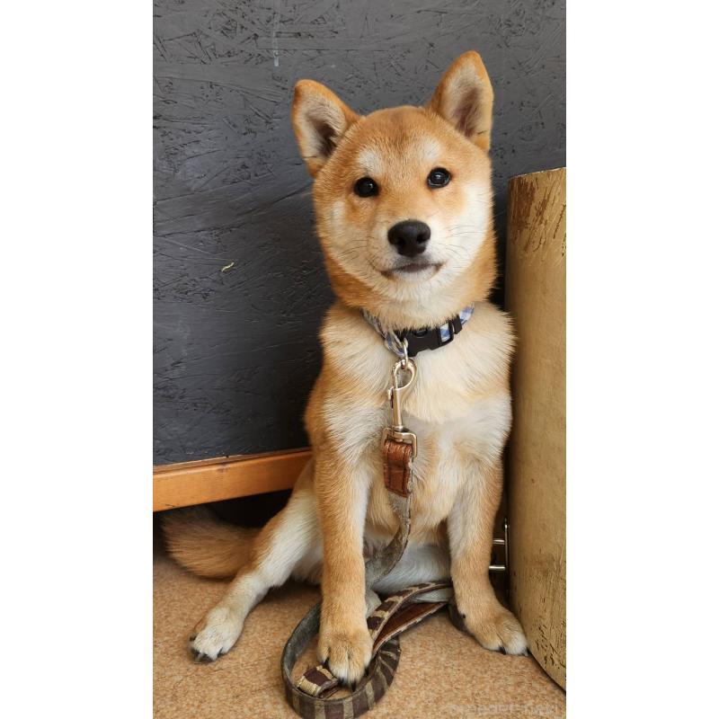 販売中の大阪府の柴犬-418863の1枚目